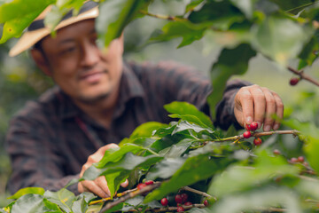 Happy farmers collecting Arabica coffee beans on the coffee tree.