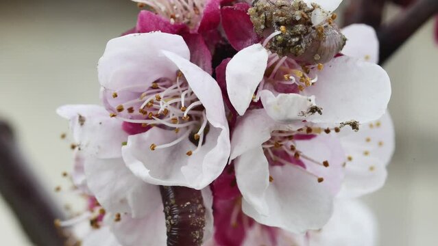 red earthworm climbing a blossoming apricot flower, on a blurred background