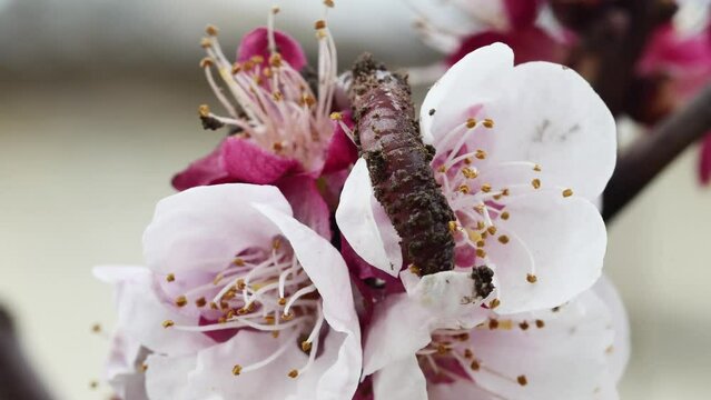 red earthworm climbing a blossoming apricot flower
