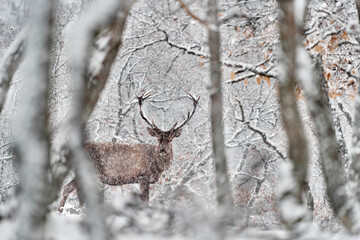 Winter nature. Red deer, Cervus elaphus, big animal in the wildlife forest habitat. Deer in the oak trees mountain, Studen Kladenec, Eastern Rhodopes, Bulgaria in Europe.