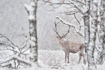 Winter nature. Red deer, Cervus elaphus, big animal in the wildlife forest habitat. Deer in the oak trees mountain, Studen Kladenec, Eastern Rhodopes, Bulgaria in Europe.