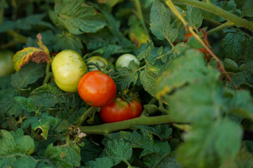 A red and green tomato among the green foliage. Organic garden. Tomato farm. Soft focus