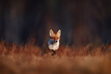 Wildlife - fox run on orange autumn gress meadow. Cute red Fox, Vulpes vulpes in fall forest....