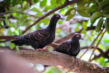 pigeon on the tree