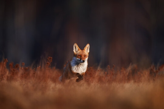 Wildlife - fox run on orange autumn gress meadow. Cute red Fox, Vulpes vulpes in fall forest. Beautiful animal in nature habitat. Wildlife scene from the wild Poland, Europe. Cute animal in habitat