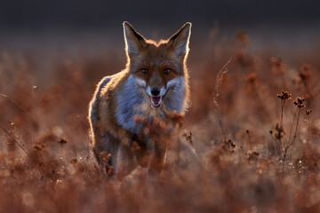 Wildlife - fox run on orange autumn gress meadow. Cute red Fox, Vulpes vulpes in fall forest. Beautiful animal in nature habitat. Wildlife scene from the wild Poland, Europe. Cute animal in habitat