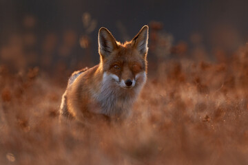 Wildlife - fox run on orange autumn gress meadow. Cute red Fox, Vulpes vulpes in fall forest. Beautiful animal in nature habitat. Wildlife scene from the wild Poland, Europe. Cute animal in habitat