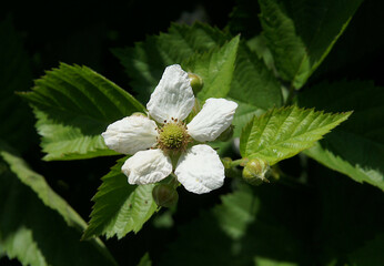 Flower and buds of Rubus caesius