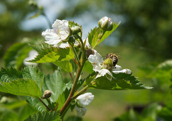 Flower and buds of Rubus caesius