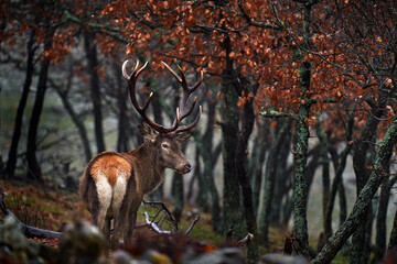 Animal wildlife. Red deer, Cervus elaphus, big animal in the nature forest habitat. Deer in the oak trees mountain, Studen Kladenec, Eastern Rhodopes, Bulgaria in Europe.