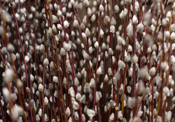 Blooming pussy-willow on a purple background. Close-up