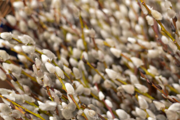 Blooming pussy-willow on a purple background. Close-up