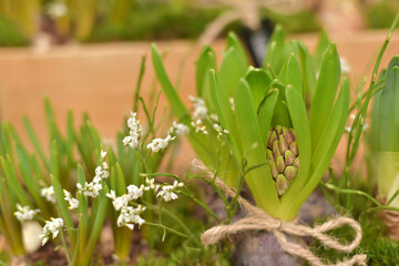 Spring. Spring geozinths in a pot
