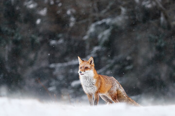 Snow storm with fox. Animal on the winter forest meadow, with white snow. Red Fox hunting, Vulpes vulpes, wildlife scene from Europe. Orange fur coat animal in the nature habitat.
