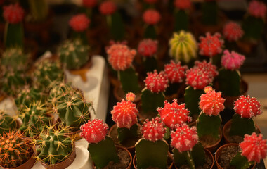 Beautiful decorative cacti in a flower shop