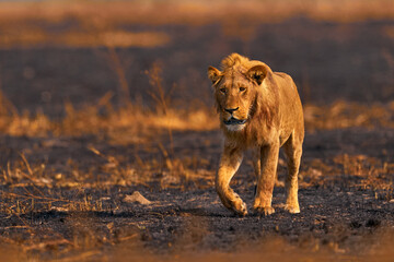 Lion, fire burned destroyed savannah. Animal in fire burnt place, lion lying in the black ash and cinders, Savuti, Chobe NP in Botswana. Hot season in Africa. African lion, male. Botswana wildlife.
