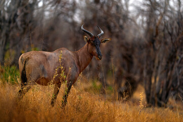 Naklejka na ściany i meble Common tsessebe, Damaliscus lunatus, detail portrait of big brown African mammal in nature habitat. Sassaby, in green vegetation, Okavango delta, Botswana. Widlife scene from nature.