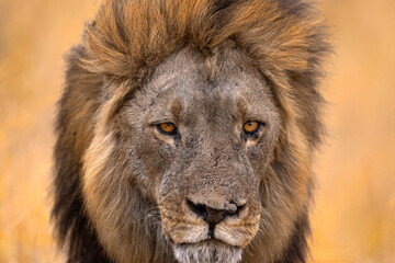 Close-up portrait of African lion, male. Botswana wildlife. Lion, fire burned destroyed savannah. Savuti, Chobe NP in Botswana. Hot season in Africa.