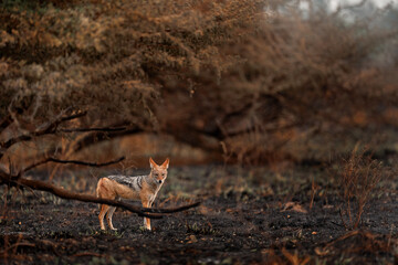 Black-Backed Jackal, Canis mesomelasfire, burned destroyed savannah. Animal in fire burnt place, Cheetah lying in black ash and cinders, Savuti, Chobe NP in Botswana. Hot season in Africa. Wildlife.