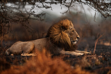 Lion, fire burned destroyed savannah. Animal in fire burnt place, lion lying in the black ash and...