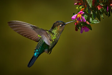 Fiery-throated Hummingbird, Panterpe insignis, flying next to beautiful pink flower, Savegre, Costa Rica. Bird with bloom, sucking nectar. Wildlife flight action scene from tropical forest.