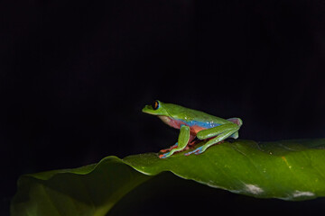 Night photography. Agalychnis annae, Golden-eyed Tree Frog, green and blue frog on leave, Costa Rica. Wildlife scene from tropical jungle. Forest amphibian in nature habitat. Dark background.
