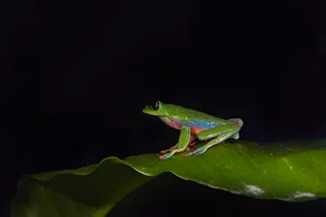 Foto op Canvas Night photography. Agalychnis annae, Golden-eyed Tree Frog, green and blue frog on leave, Costa Rica. Wildlife scene from tropical jungle. Forest amphibian in nature habitat. Dark background. © ondrejprosicky