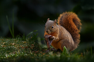 Variegated Squirrel, Sciurus variegatoides, with food, head detail portrait, Costa Rica, Wildlife scene from Central America.