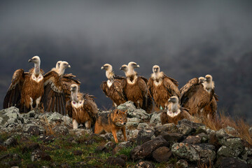Fight jackal with Group of vultures. Griffon Vulture, Gyps fulvus, big birds of prey sitting on the rocky mountain, nature habitat, Madzarovo, Bulgaria, Eastern Rhodopes. Wildlife from Balkan.