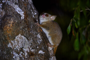 Obraz premium Grey mouse lemur, Microcebus murinus, Kirindy Forest, endemic animal in Madagascar. Night lemur on the tree, dark black forest. Grey mouse lemur with tree trunk, small mammal with big eyes.