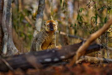 Lemur detail close-up portrait. Red-fronted brown Lemurs, Eulemur fulvus rufus, Kirindy Forest in Madagascar. Grey brown monkey on tree, in the forest habitat, Endemic i Madagascar. Wildlife nature.