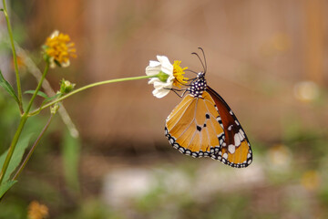 butterfly on flower