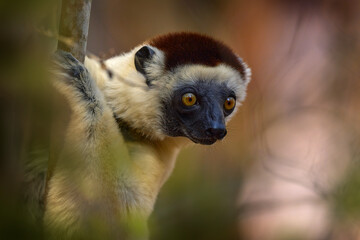 Wildlife Madagascar. Lemur portrait in the forest. Wildlife Madagascar, Verreauxs Sifaka, Propithecus verreauxi, monkey head detail in Kirindy Forest, Madagascar. Lemur in the nature habitat.