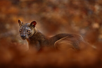Fosa, Cryptoprocta ferox, Kirindy Forest in Madagascar. Beast of prey predator endemic in nature...