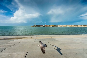 A seagull in Margate