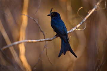 Crested Drongo, Dicrurus forficatus, black bird with crest in the nature habitat, Kirindy Forest in Madagascar. Rare endemic bird sitting on the branch. Nature wildlife. Travel Madagascar, wildlife.