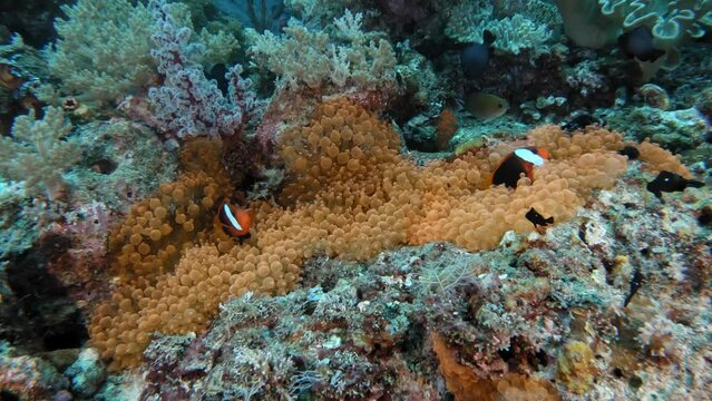 Colorful clown fish in a bright red bubble anemone