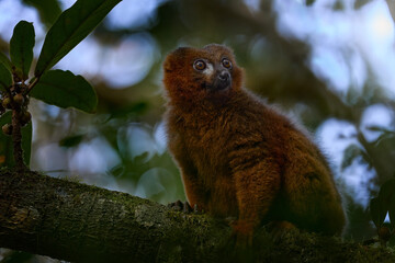 Red-bellied lemur, Eulemur rubriventer, Ranomafana NP, wild monkey in the habitat. Rare endemic lemur from Madagascar in Africa. Nature wildlife.