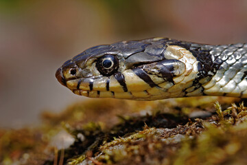Grass snake, Natrix Natrix, close-up potrait in nature habitat. Viper in Sumava NP, Czech Republic in Europe.