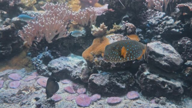 Beautiful yellow Spotted boxfish swimming inside aquarium with other fishes