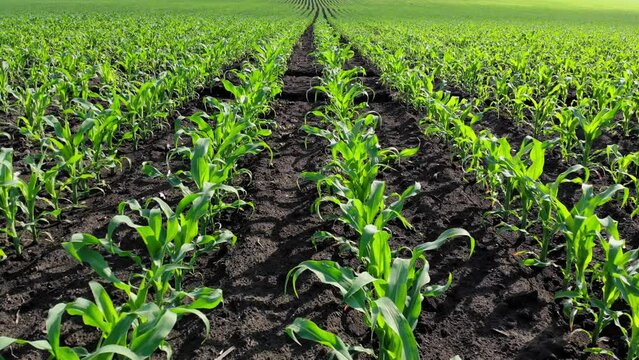 Green stalks of corn grow in the field. The seeds sown in the rows came down. Agro-industry and farming. Farmer's land.