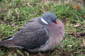 pigeon portrait