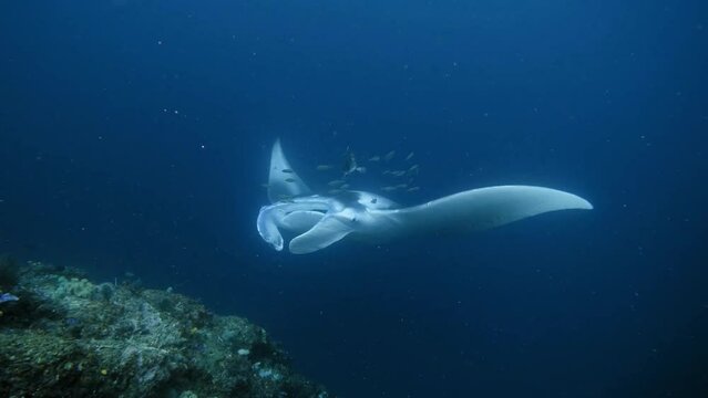 Manta Ray with a Giant Trevally and a few small fish following above its head