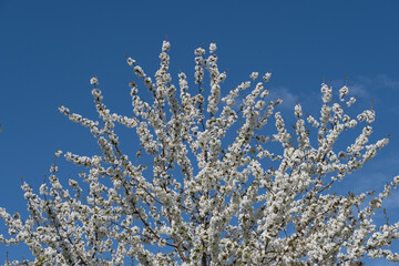 Beautiful cherry blossom, with white flowers on a blue sky background.
