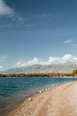 The photo showcases a blue mountain lake with a multitude of white seagulls gathered on its shore.