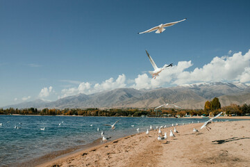 The photo captures a stunning view of a blue mountain lake with white seagulls soaring above it.