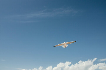 Fototapeta na wymiar The photo depicts a white seagull with spread wings against a blue sky backdrop.