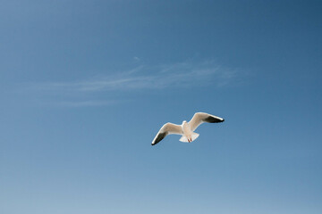 Fototapeta na wymiar The photo depicts a white seagull with spread wings against a blue sky backdrop.