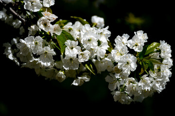 Beautiful cherry blossom, with white flowers on a dark green background.
