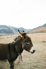 a close-up of a donkey, with a fence and mountainous landscape visible in the background